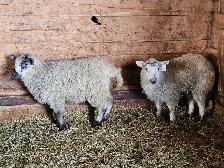2 ewe Lambs must go together - Photo 4
