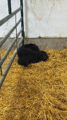 2024 Hfr & her calf - Photo 2