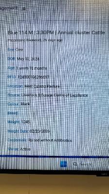 2024 Hfr & her calf - Photo 3