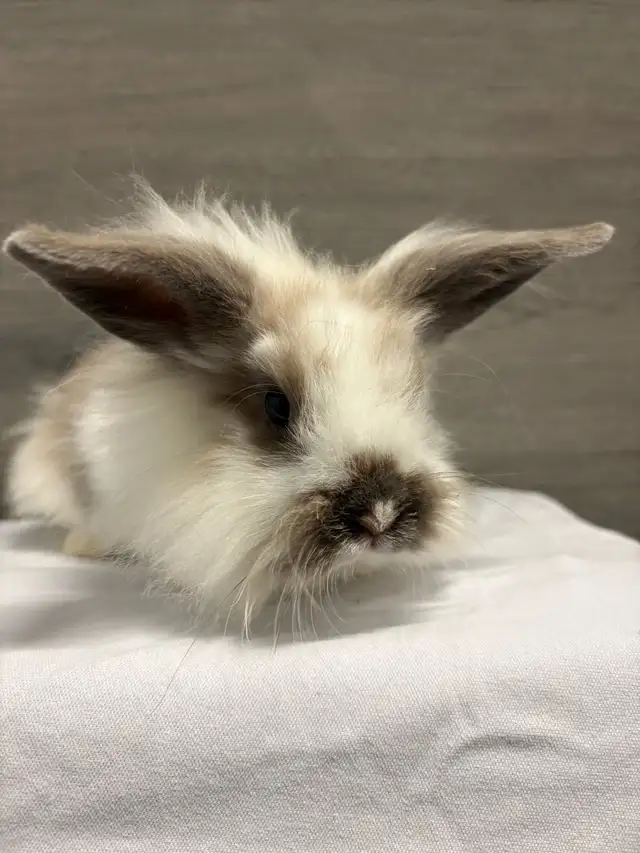 bébé lapin Male à donner