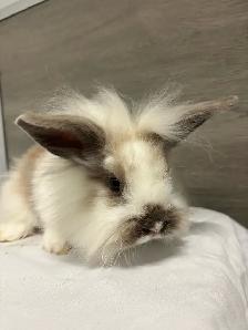 bébé lapin Male à donner - Photo 2