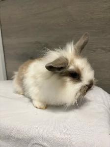 bébé lapin Male à donner - Photo 3