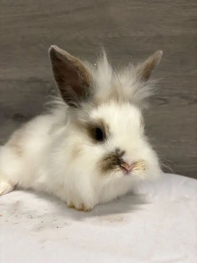 bébé lapin à donner