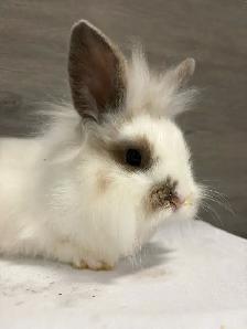 bébé lapin à donner - Photo 2