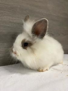 bébé lapin à donner - Photo 3