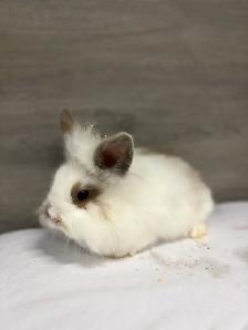 bébé lapin à donner - Photo 4