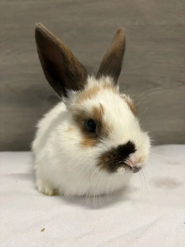 bébé lapin à donner
