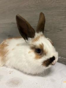 bébé lapin à donner - Photo 2