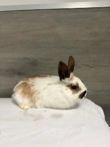 bébé lapin à donner - Photo 3