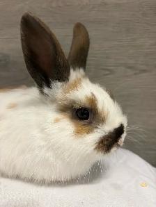 bébé lapin à donner - Photo 4