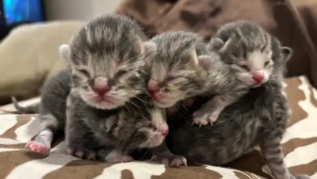 ST. PATRICKS DAY BABY KITTENS - Pickering