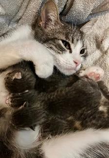 ST. PATRICKS DAY BABY KITTENS - Pickering - Photo 2