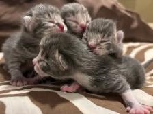 ST. PATRICKS DAY BABY KITTENS - Pickering - Photo 3
