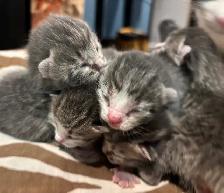 ST. PATRICKS DAY BABY KITTENS - Pickering - Photo 4