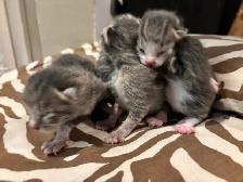 ST. PATRICKS DAY BABY KITTENS - Pickering - Photo 5
