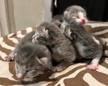 ST. PATRICKS DAY BABY KITTENS - Pickering - Photo 6