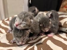 ST. PATRICKS DAY BABY KITTENS - Pickering - Photo 7