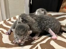 ST. PATRICKS DAY BABY KITTENS - Pickering - Photo 8