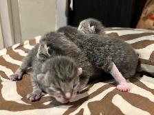 ST. PATRICKS DAY BABY KITTENS - Pickering - Photo 9