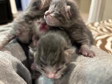ST. PATRICKS DAY BABY KITTENS - Pickering - Photo 10