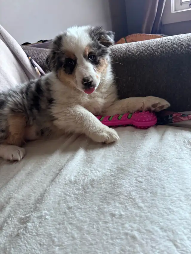 minni aussie - Photo 2