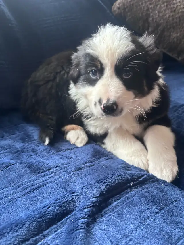 minni aussie - Photo 3