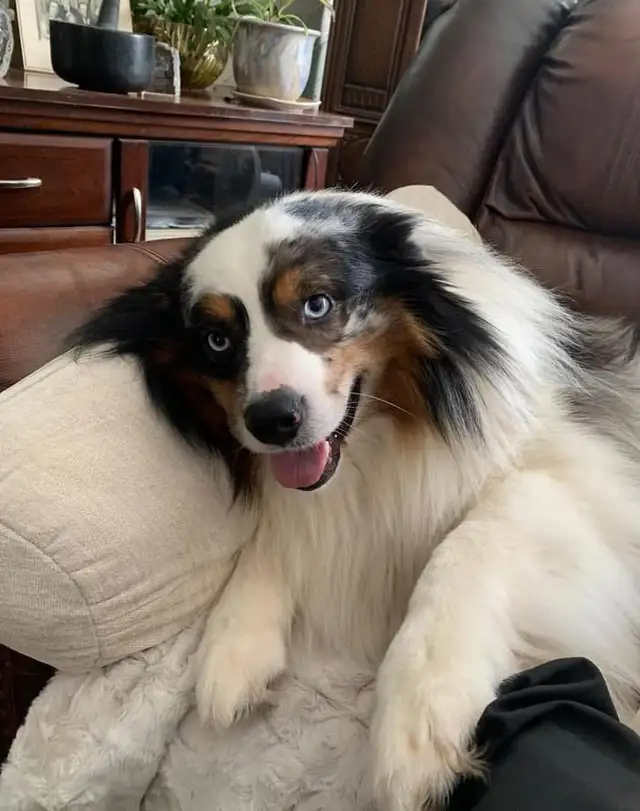 minni aussie - Photo 4