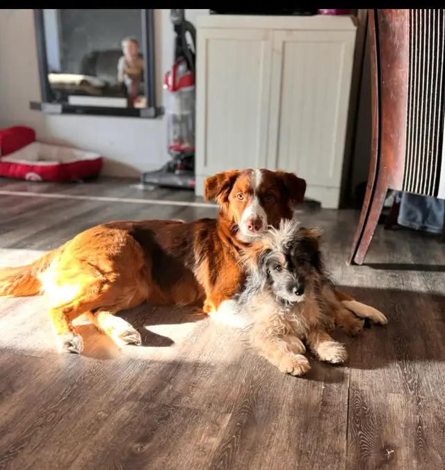 minni aussie - Photo 5
