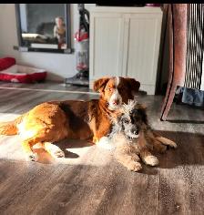 minni aussie - Photo 5