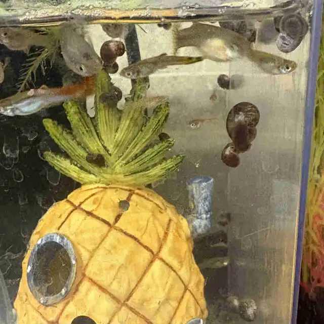 live Aquarium Ramshorn Snails. Great prices