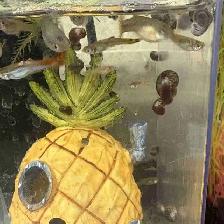 live Aquarium Ramshorn Snails. Great prices