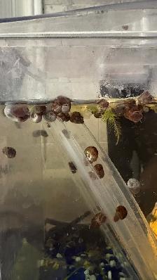 live Aquarium Ramshorn Snails. Great prices - Photo 2