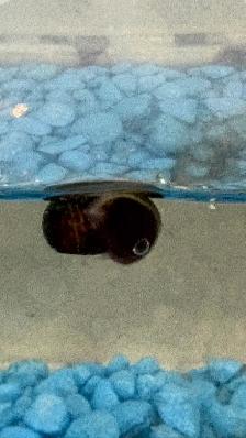 live Aquarium Ramshorn Snails. Great prices - Photo 3