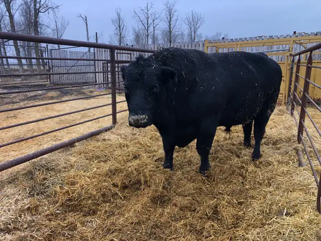angus breeding bill