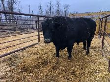 angus breeding bill