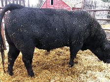 angus breeding bill - Photo 2