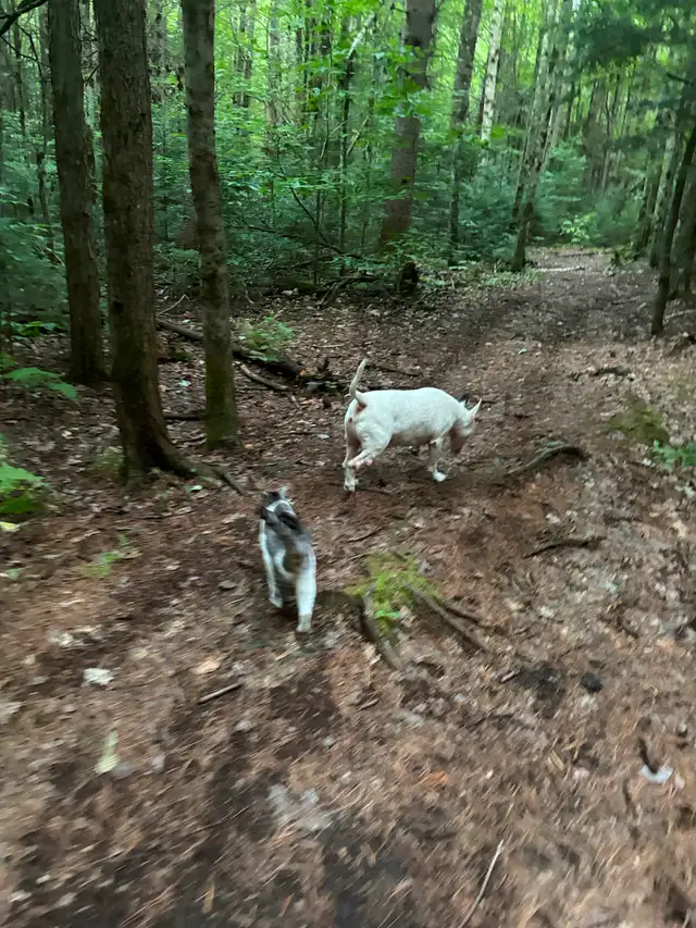 Chambre à louer - Photo 2