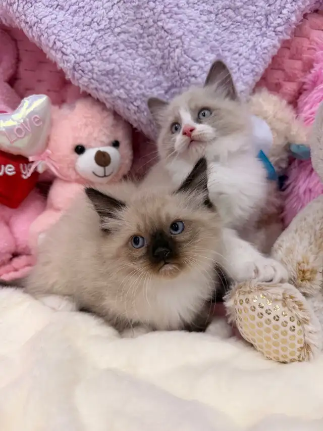 Boy Ragdoll Kitten