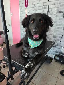 Toilettage - Photo 2