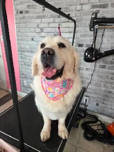 Toilettage - Photo 3