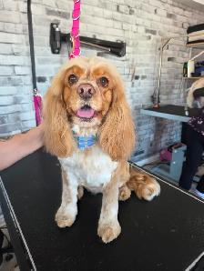 Toilettage - Photo 4