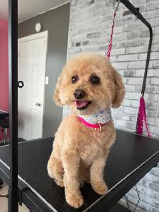 Toilettage - Photo 5