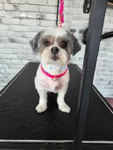 Toilettage - Photo 6