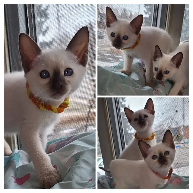 Beautiful Siamese Kittens