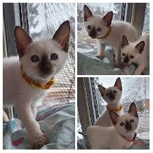 Beautiful Siamese Kittens