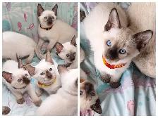 Beautiful Siamese Kittens - Photo 2