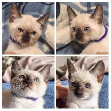 Beautiful Siamese Kittens - Photo 3