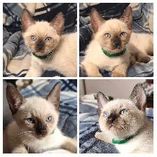 Beautiful Siamese Kittens - Photo 4