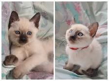 Beautiful Siamese Kittens - Photo 5