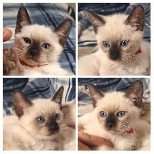 Beautiful Siamese Kittens - Photo 6